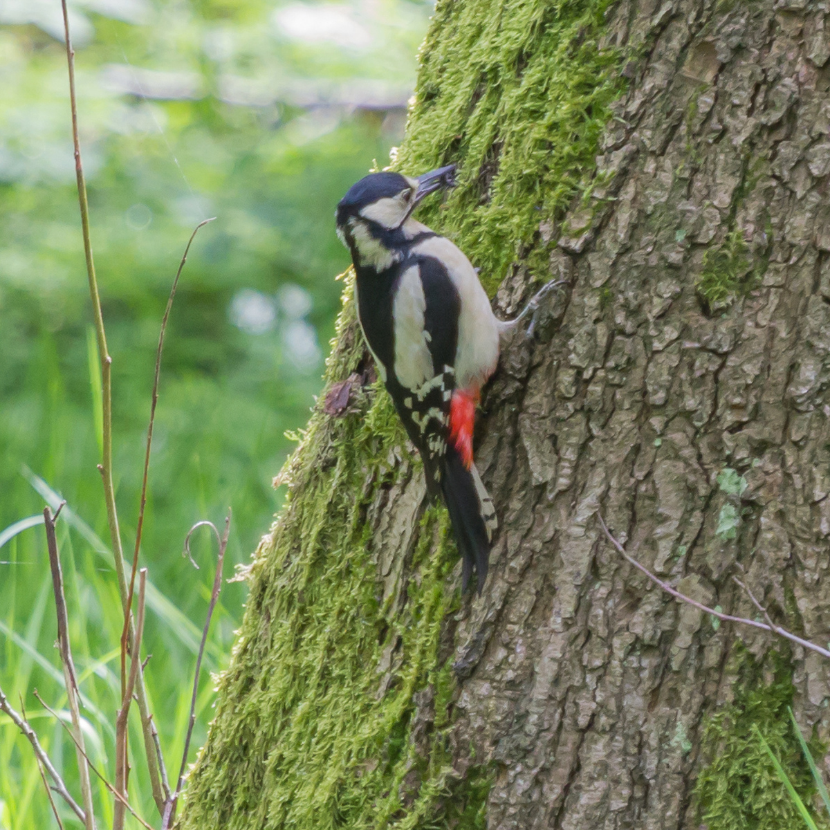 Vogelwanderungen in Saalfeld