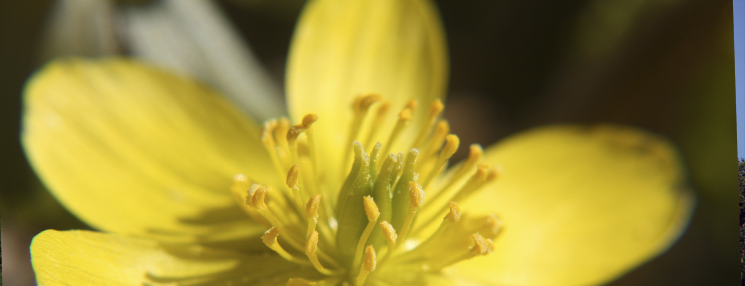 Bienen- und Naturlehrpfad