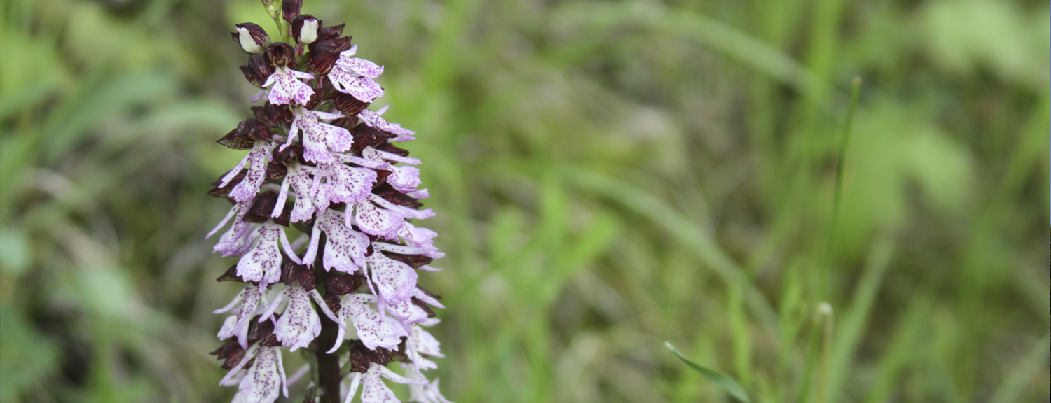 Naturlehrpfad Saalleiten