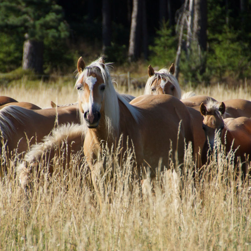 Haflinger Gestüt Meura